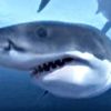 【360度動画】バーチャルホホジロザメ　好きな角度から楽しめる　※PCのみ閲覧可
