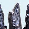 隠れたり光ったりするこの新種のサメを専門家はこう呼ぶ 忍者ランタンシャーク GIZMODO JAPANより 2016年1月28日