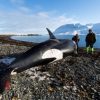 シャチの死骸が漂着する　アイスランドの海岸