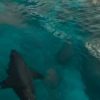 サメ映画 「THE SHALLOWS」の予告動画①（英語版）公開　ブレイク・ライヴリー主演