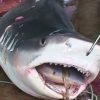 ３メートルくらいの　サメに襲われ男性負傷　沖縄・糸満市　大渡海岸　2015年10月26日
