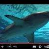 [動画] 世界初の成体飼育展示 体長約3.5m ホホジロザメ 展示 2016年1月5日の映像 沖縄 美ら海水族館