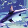 話題のサメ「出没」…上越市立水族博物館　アカシュモクザメ　新潟　2015年11月14日