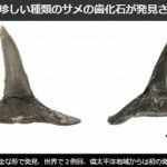 完全な形は世界２例目　絶滅したサメの歯の化石発見　2016年6月21日から公開　北海道　中川町エコミュージアムセンター