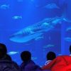 ジンベエザメが泳ぐ夜の水族館にお泊り 2016年3月5～6、12～13日開催 参加グループ募集 応募締切2/2 大阪・海遊館