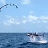 釣れたバショウカジキに　アオザメが飛びかかる映像　アメリカ　フロリダ州