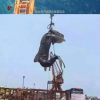 ジンベエザメを捕殺した容疑者逮捕　中国