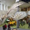全長7mのシャチ（稚内市の海岸に漂着）の骨格展示　オホーツクミュージアムえさし 2016年5月1日リニューアルオープン