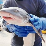 厄介者のサメ、美味しく 「未利用魚」を積極活用　2015年10月30日