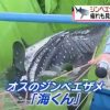 新しいジンベエザメ「海くん」引っ越しの映像　大阪・海遊館