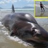 約4mの巨大なサメ、ハチワレが打ち上げられる　死因不明　ニュージーランド　2016年2月25日