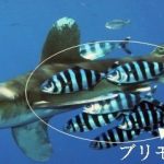 サメを取り巻く謎の魚の正体は？　ブリモドキ