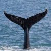クジラは「方言」でコミュニケーションをとっていた？ シャチも「独自の言葉」
