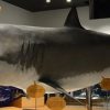 気仙沼シャークミュージアム　日本で唯一の「サメの博物館」