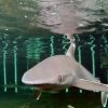 サメが目を閉じて餌を食べる映像　ツマジロ