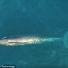 世界初か　ニタリクジラが餌を食べる貴重な映像　ニュージーランド