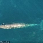 世界初か　ニタリクジラが餌を食べる貴重な映像　ニュージーランド