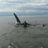 浅瀬に乗り上げた巨大シャチを救出　ロシア　樺太