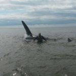 浅瀬に乗り上げた巨大シャチを救出　ロシア　樺太