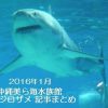 2016年1月 沖縄美ら海水族館 ホホジロザメ 記事まとめ