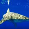 【閲覧注意】ヨゴレザメが人を襲う映像　アメリカ　ハワイ沖