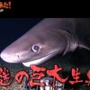[サメ番組予告]謎の巨大生物など ダーウィンが来た！「大探査！西之島　知られざる大自然」 2016年5月22日午後7時30分～8時00分 NHK総合