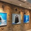 鴨川シーワールドで飼育される シャチなど動物たちのパネル展　東京サンケイビルにて　2015年12月25日(金)まで開催中　