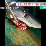 サメ目撃情報相次ぐ　東京湾でアオザメが定置網に　千葉・鋸南町　2015/08/21 23:17