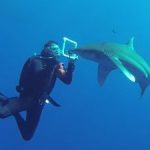 ヨゴレザメがカメラに近づいてきた映像　紅海　エジプト