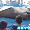三重県で水揚げされた「メガマウス」解剖　大阪・海遊館