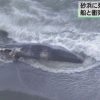 小田原の海岸にクジラ打ち上がる・・・高速船と衝突か ANNnewsCHより 2016年2年13日