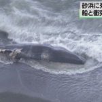 小田原の海岸にクジラ打ち上がる・・・高速船と衝突か ANNnewsCHより 2016年2年13日