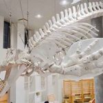 全長7m 巨大シャチ現る オホーツクミュージアムえさし 新たに骨格標本 どうしんウェブより 北海道