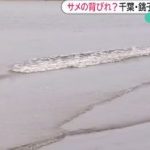 遊泳禁止、きょう解除　今度は銚子でサメ情報　2015/08/20 10:39