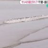 “サメ”情報 千葉 銚子でも…海水浴場が遊泳禁止に　2015年8月19日20:47 放送　NHK総合
