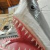 サメの油が戦車の潤滑油？　海の博物館で「サメ」展　三重　みんなの経済新聞ネットワーク 10月29日