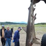 秋田　雄物川河口にサメ、全長３メートル　網に入り暴れる　2015.8.30 午前5:45
