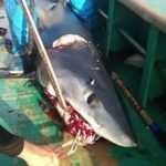 千葉・鋸南町の海でサメが網にかかる　2015年8月21日15:49