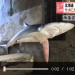 サメによる漁業被害相次ぐ 北海道 苫小牧沖 　2015年8月21日 17時19分