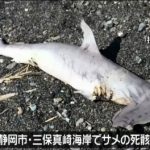 海水浴場にサメ死骸、近隣遊泳禁止に　静岡　2015年8月15日20時56分
