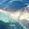 ホホジロザメが狂乱索餌する映像　アメリカ　フロリダ