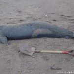 体長2.2mのオスのシャチの死骸が漂着　釧路市　海岸　2016年2月20日　ストランディングネットワーク北海道より