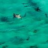 毎年恒例のカマストガリザメの大群　それを狙い他の巨大なサメも集結　アメリカ　フロリダの海岸