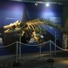 シャチの骨格標本など　「特別展示　シャチ」について　鴨川シーワールド