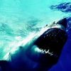 サメに食われるより危険度が高い「自撮り」死　週刊新潮　2015年10月8日