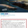 ラブカに続き、治療中だった「ミツクリザメ」死亡のお知らせ　横浜・八景島シーパラダイスHPにて発表　2016年1月11日