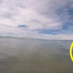 [瞬き注意] サメがいきなり横切る映像　ホームビデオ　ニュージーランド