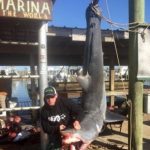 体長約4m 体重約250kgの 巨大な アオザメが釣り上げられた アメリカ ルイジアナ州 2016年2月29日