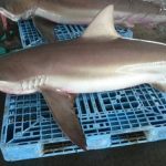 サメが水揚げされる　京都　舞鶴港　2016年6月15日