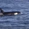 [動画] イルカ「シャチが来た、みんな逃げろー」 猛スピードで逃げるイルカの大群 アメリカ　モントレー